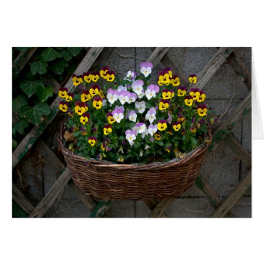 Mand met Violen (Voorkant Horizontaal)