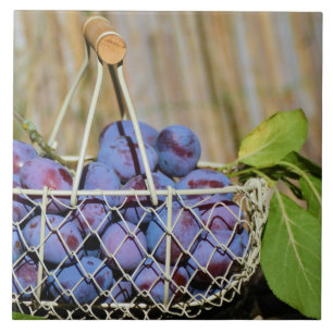 Mand van Paarse stekkers Tegeltje