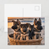 Mand vol met Duitse Herder Puppies Briefkaart (Voorkant / Achterkant)