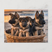 Mand vol met Duitse Herder Puppies Briefkaart (Voorkant)