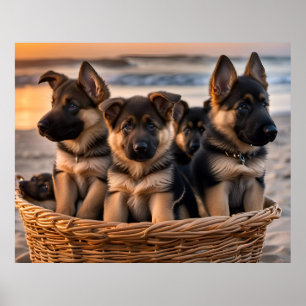 Mand vol met Duitse Herder Puppies Poster