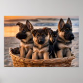 Mand vol met Duitse Herder Puppies Poster (Voorkant)