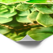 Mandala Green Gold Abstract Succulent Photography Poster (Hoek)