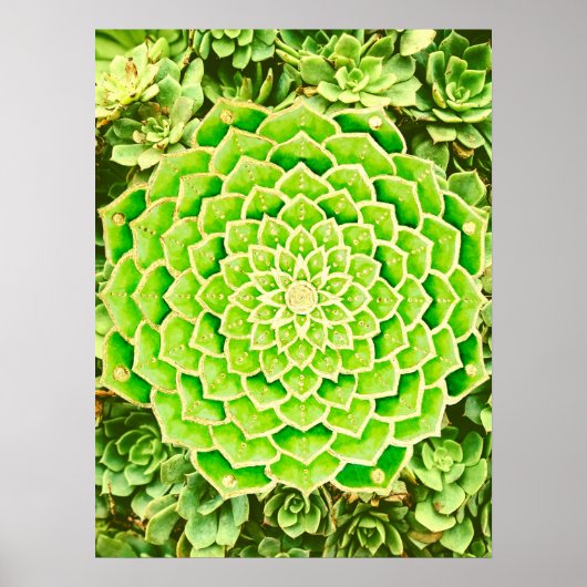 Mandala Green Gold Abstract Succulent Photography Poster (Voorkant)
