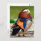 Mandarijn Duck (Aix galericulata) Briefkaart (Voorkant / Achterkant)