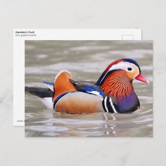 Mandarijn Duck (Aix galericulata) Briefkaart (Voorkant / Achterkant)