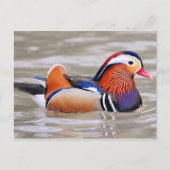 Mandarijn Duck (Aix galericulata) Briefkaart (Voorkant)