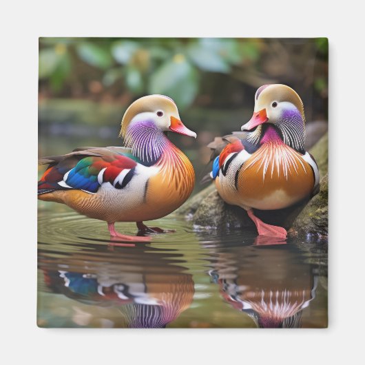 Mandarijn eend dier vogel wilde dieren wilde natuu magneet (Voorkant)