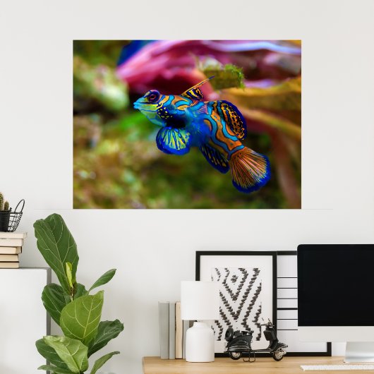Mandarijn Fish Synchiropus Splendidus Poster (Thuiskantoor)