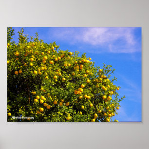 Mandarijnboom onder blauwe lucht poster