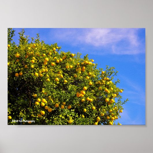 Mandarijnboom onder blauwe lucht poster (Voorkant)