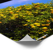 Mandarijnboom onder blauwe lucht poster (Hoek)