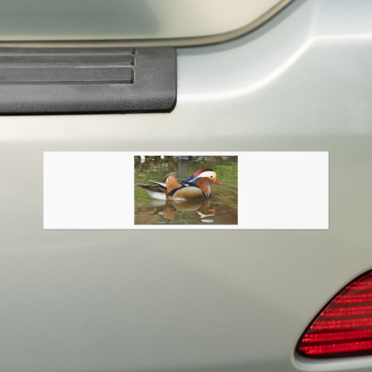 mandarijneend bumpersticker (Op auto)