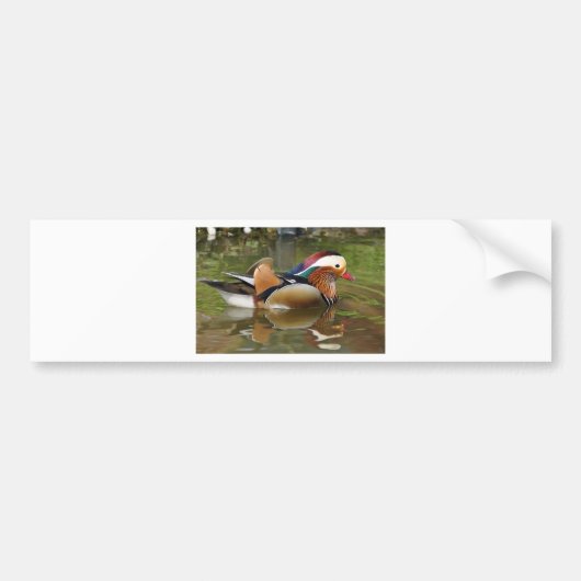 mandarijneend bumpersticker (Voorkant)
