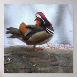 Mandarijneend Foto Poster