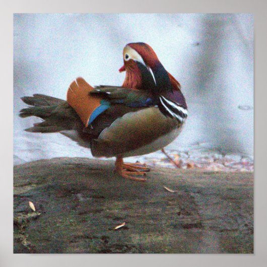 Mandarijneend Foto Poster (Voorkant)