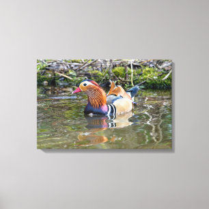 Mandarijnse eend canvas afdruk