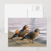 Mandarijnse eenden tegen gerofheid briefkaart (Voorkant / Achterkant)