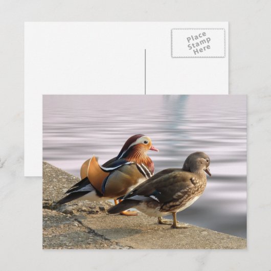 Mandarijnse eenden tegen gerofheid briefkaart (Voorkant / Achterkant)