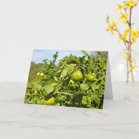 Mandarijnse Oranje boom Kaart (Gele Bloem)