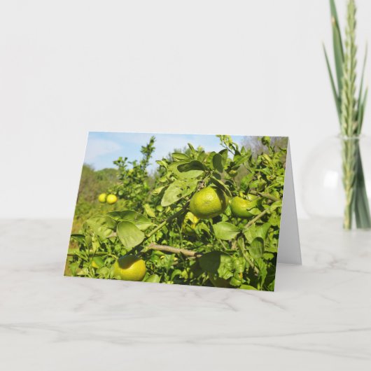 Mandarijnse Oranje boom Kaart (Voorkant)