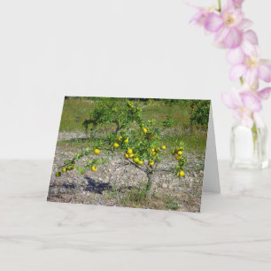 Mandarijnse Oranje boom Kaart