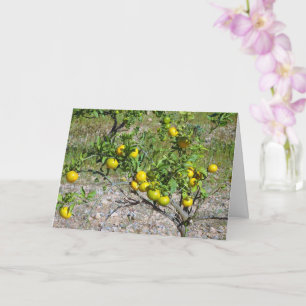 Mandarijnse Oranje boom Kaart