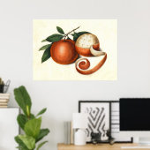 Mandarijnse Sinaasappels Antiek Chinese schilderij Poster (Thuiskantoor)