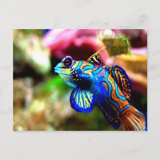 Mandarijnvis Synchiropus splendidus Briefkaart (Voorkant)
