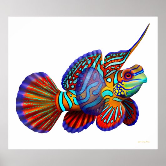 Mandarin Dragonet Goby Fish Poster (Voorkant)