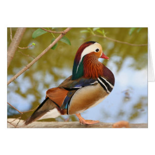 Mandarin Duck