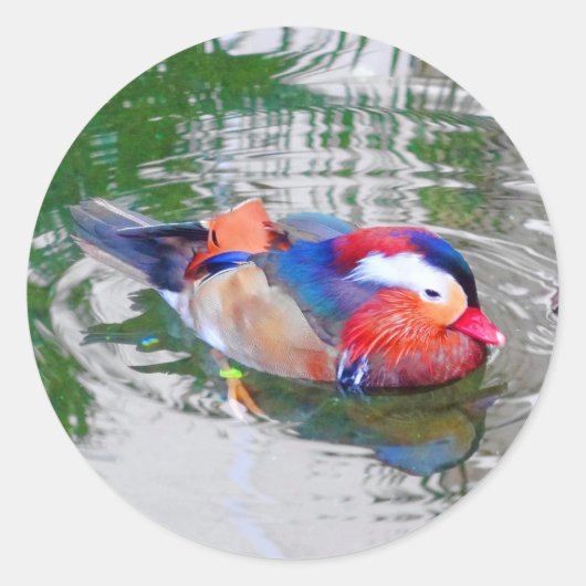 Mandarin Duck #3 Sticker (Voorkant)