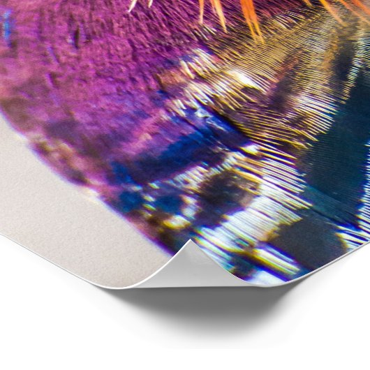 Mandarin Duck Beauful Poster (Hoek)