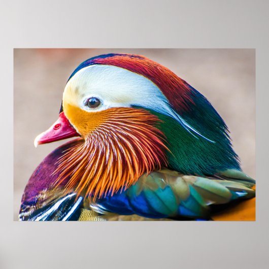 Mandarin Duck Beauful Poster (Voorkant)