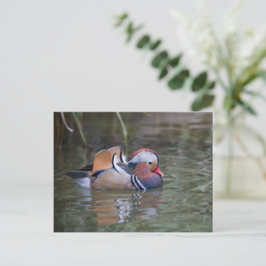 Mandarin Duck Briefkaart (Staand voorkant)
