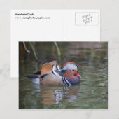 Mandarin Duck Briefkaart (Voorkant / Achterkant)