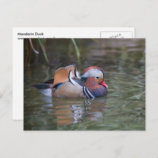 Mandarin Duck Briefkaart (Voorkant / Achterkant)