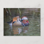 Mandarin Duck Briefkaart (Voorkant)