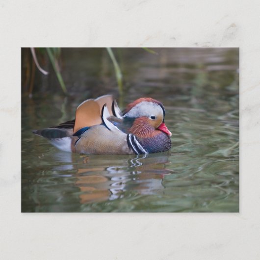 Mandarin Duck Briefkaart (Voorkant)
