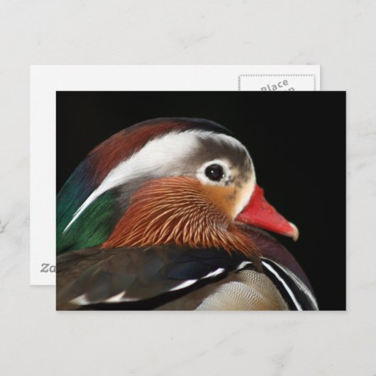 Mandarin Duck Briefkaart (Voorkant / Achterkant)