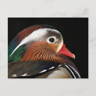 Mandarin Duck Briefkaart