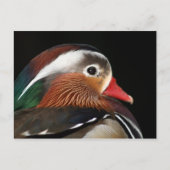 Mandarin Duck Briefkaart (Voorkant)