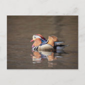 Mandarin Duck Briefkaart (Voorkant)