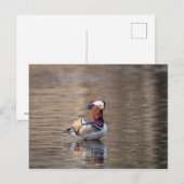 Mandarin Duck Briefkaart (Voorkant / Achterkant)