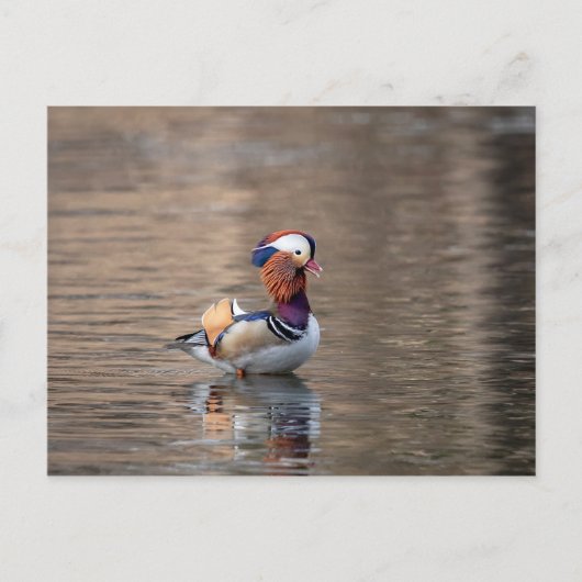 Mandarin Duck Briefkaart (Voorkant)