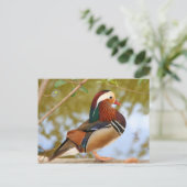 Mandarin Duck Briefkaart (Staand voorkant)