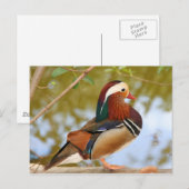 Mandarin Duck Briefkaart (Voorkant / Achterkant)