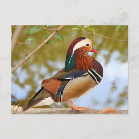 Mandarin Duck Briefkaart (Voorkant)