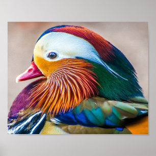 Mandarin Duck Close Up Portret Poster