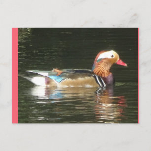 Mandarin Duck DIY Briefkaart